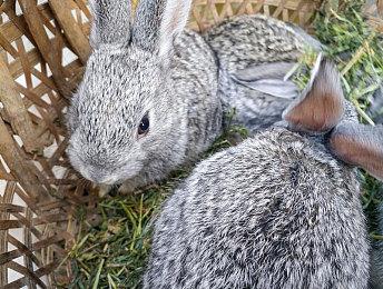 全英雄伤害削弱？拳头计划减缓《英雄联盟》团战节奏